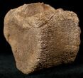 Edmontosaurus (Hadrosaur) Caudal Vertebrae - Montana #12680-1